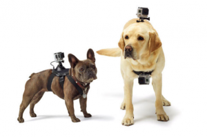 Acessório permite prender até duas câmeras GoPro nos cachorros. (Foto: Divulgação / GoPro)