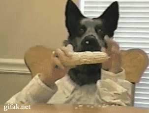 15 Cachorros humanos em gifs 10 cachorro-humano-01