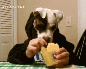15 Cachorros humanos em gifs 11 cachorro-humano-02