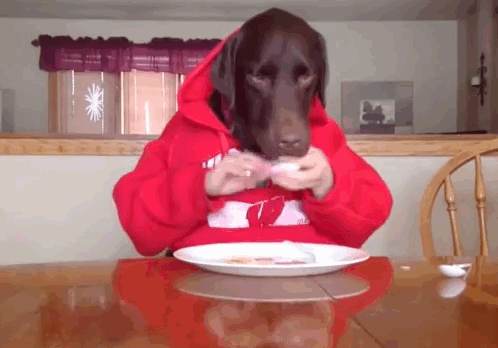 15 Cachorros humanos em gifs 12 cachorro-humano-03