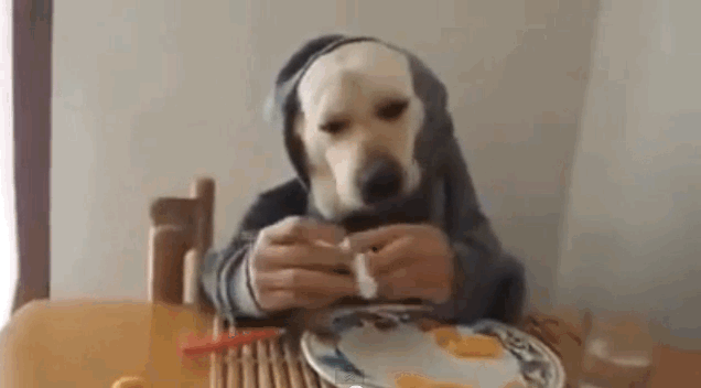 15 Cachorros humanos em gifs 13 cachorro-humano-04