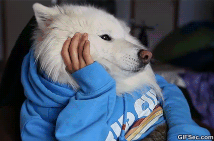 15 Cachorros humanos em gifs 1 cachorro-humano-07