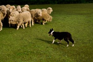 Cães de pastoreio sabem como controlar rebanhos. (Foto: Reprodução / Google)