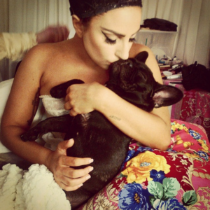 Lady Gaga costuma levar a cachorra Asia para todos os lugares. (Foto: Reprodução / Instagram)