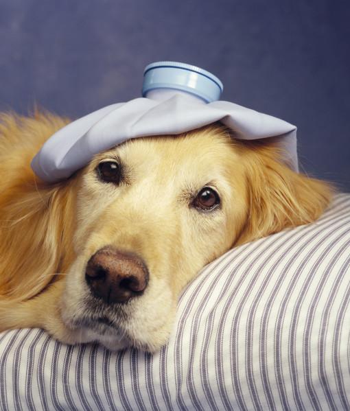 10 Sintomas comuns de doenças em cães