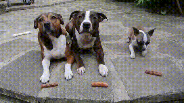 stealing-dog-treats-gif