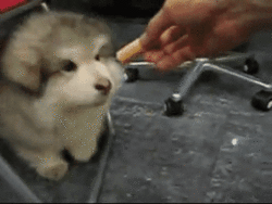 tumblr_ltg4egakXH1qcutlno5_250