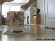tumblr_mq1ix5YXPh1snmpfxo1_250