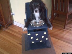A cachorra Annie precisa comer nessa posição para que a comida chegue até seu estômago. (Foto: Reprodução / Huffington Post)
