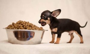 O cachorro Chip tem apenas 7,6 centímetros. (Foto: Reprodução / Metro UK)