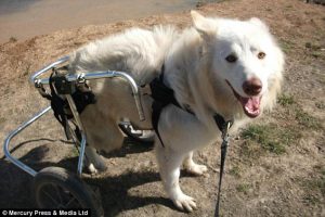 O cão Lucky ganhou um lar e uma cadeira de rodas. (Foto: Reprodução / Daily Mail)