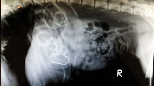 O cachorro Woof engoliu 5 patinhos de borracha. (Foto: Reprodução / Veterinary Pratice News)