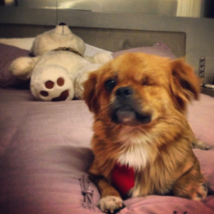César Menotti adotou o cachorro Fusca. (Foto: Reprodução / Instagram)