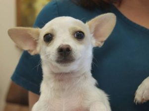 O filhote de Chihuahua chamado Siberia foi roubado em uma feira de adoção. (Foto: Reprodução / 9News)