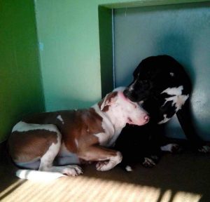 Os dois cães se tornaram grandes amigos no abrigo. (Foto: Reprodução / Huffington Post)