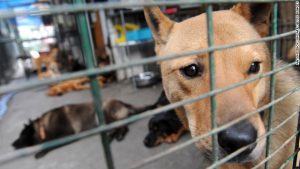 Cachorros em abrigo em Hong Kong. (Foto: Reprodução / CNN)