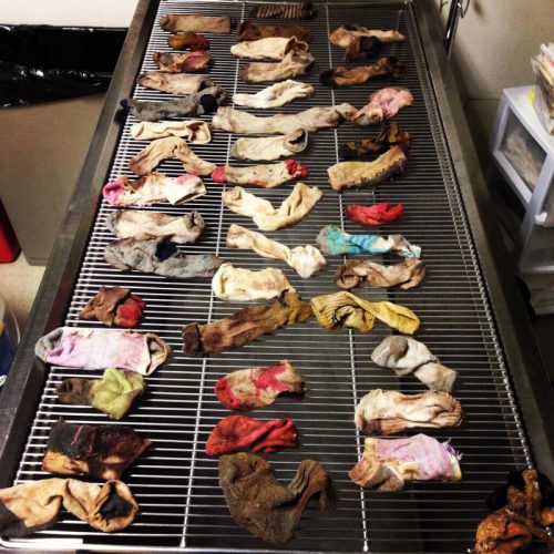 As 43 meias engolidas pelo cão foram retiradas. (Foto: Reprodução / Veterinary Pratice News)