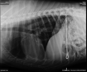 O raio X mostrou que o cachorro Marley realmente engoliu um espeto. (Foto: Reprodução / Veterinary Pratice News)