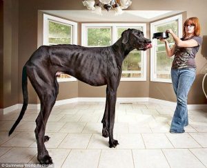 O enorme cão era muito bonzinho. (Foto: Reprodução / Daily Mail)