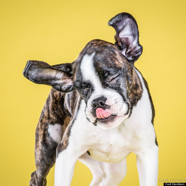 Shake Puppies. Foto: Carli Davidson.