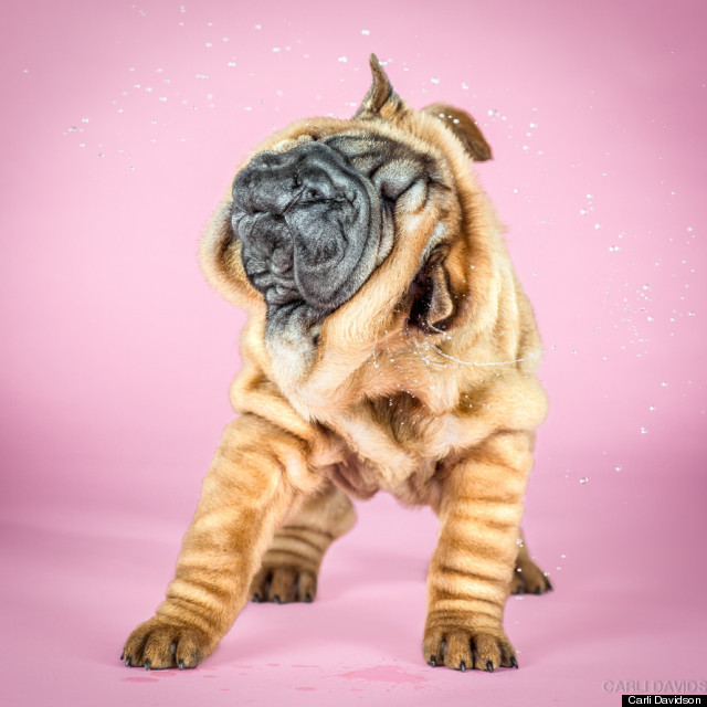 Shake Puppies. Foto: Carli Davidson.