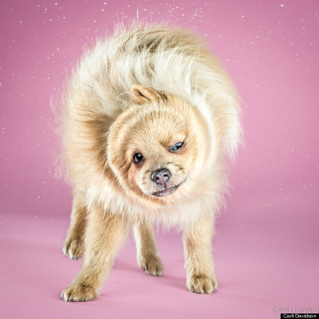 Shake Puppies. Foto: Carli Davidson.