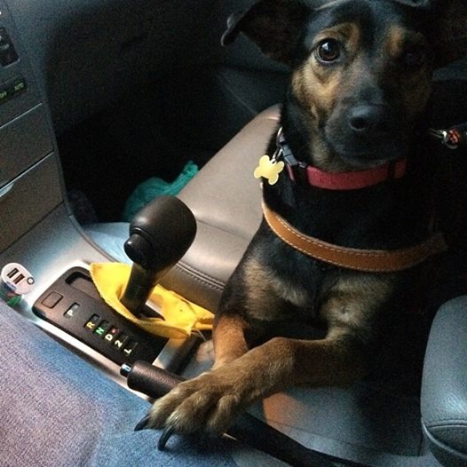 Projeto Vira-Latas com Raça realiza nova feira de adoção em São Paulo 4 A cachorra Tuca tem 1 ano, é dócil e simpática. Quem não gostaria de leva-la para casa? (Foto: Reprodução / Facebook / Projeto Vira-Latas com Raça)