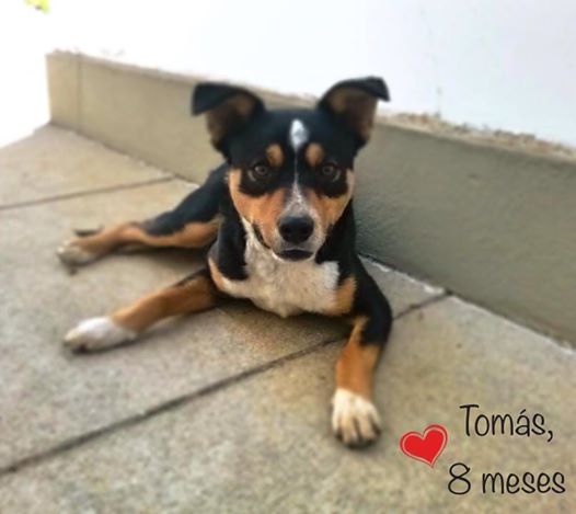Projeto Vira-Latas com Raça realiza nova feira de adoção em São Paulo 6 Tomás tem apenas 8 meses de vida e é muito carinhoso. (Foto: Reprodução / Facebook / Projeto Vira-Latas com Raça)