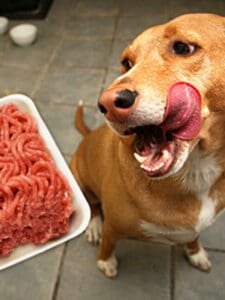 Cachorro se lambendo olhando carne Foto: Freepik