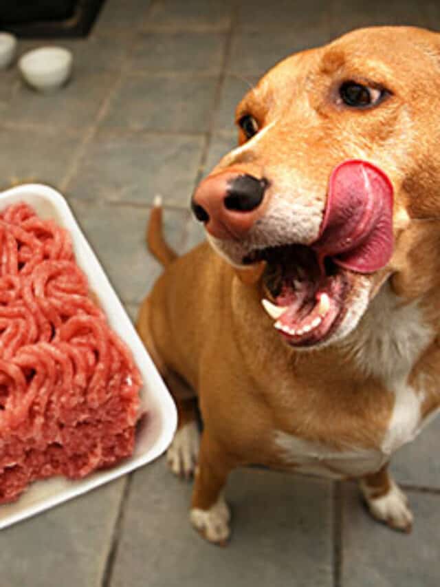 cropped-cachorros-podem-comer-carne.jpg