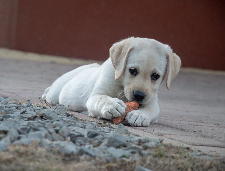 cachorro comendo