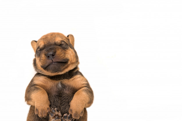 expressões que envolvem cachorro