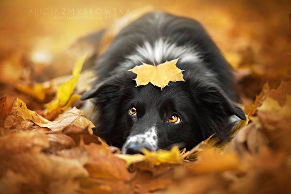 Belíssimas imagens caninas da fotógrafa Alicja Zmysłowska 11 Fotografia: Alicja Zmysłowska