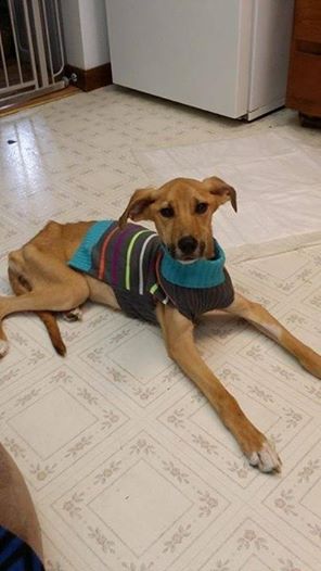 Mulher se muda e abandona cachorra em lata de lixo 2 A cachorra Fawna já está se recuperando e depois vai morar em um novo lar. (Foto: Reprodução / Facebook / Humane Society of Westmoreland County)