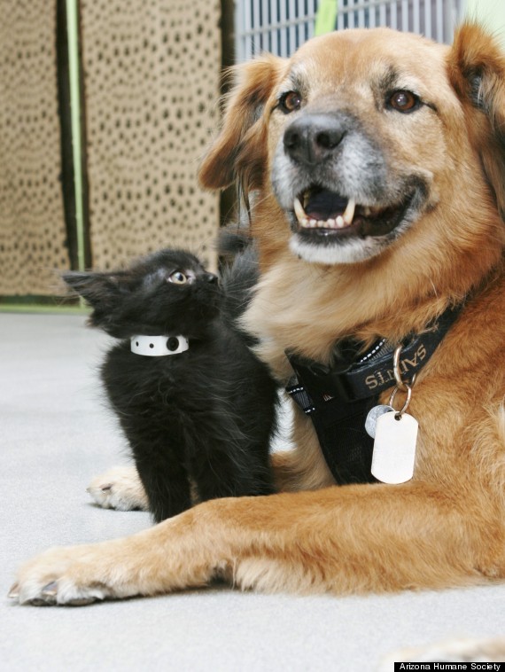 Cachorro trabalha como babá de gatinhos 2 O cachorro é babá de gatinhos. (Foto: Reprodução / Huffington Post)