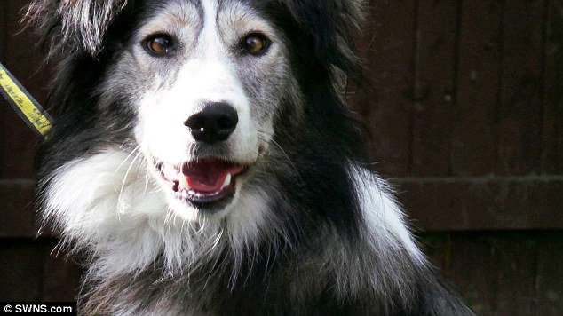 O cão Dennis nasceu com estrabismo. (Foto: Reprodução / Daily Mail UK)