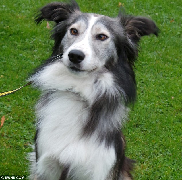 O cão Dennis procura um novo lar. (Foto: Reprodução / Daily Mail UK)