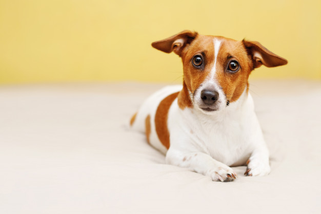 cachorro envenenado