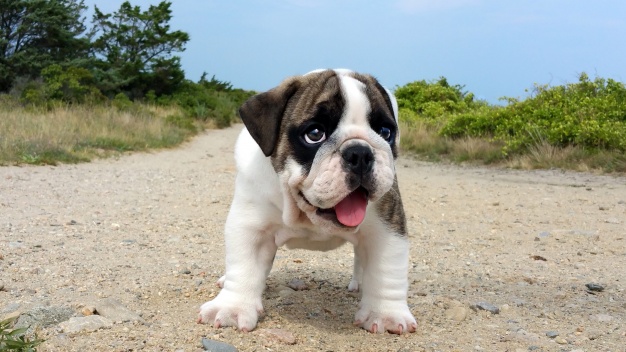 cachorro envenenado