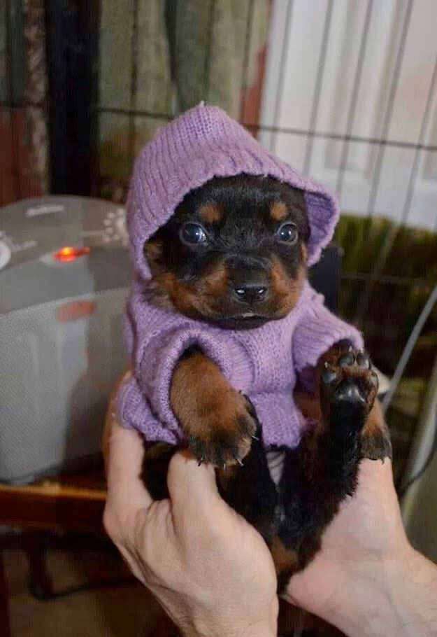 filhote-cachorro-roupinha