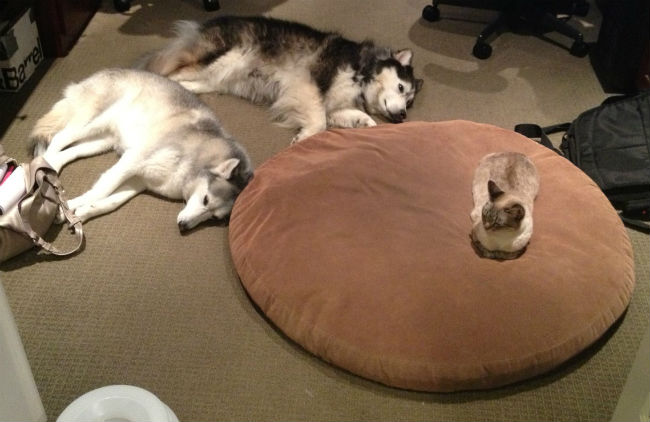 Cachorros que perderam suas camas para gatos 14 gato-na-cama-de-cachorro-03