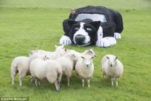 O carro se mostrou um ótimo cão de pastoreio. (Foto: Reprodução / Daily Mail UK)