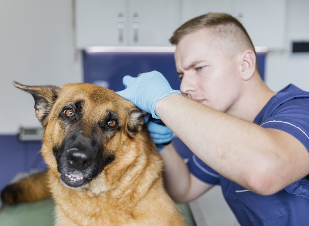 veterinário