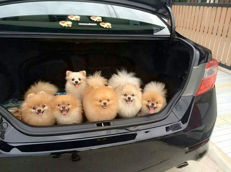 pomeranians