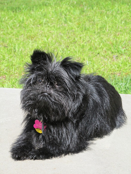 Affenpinscher - cachorro para apartamento