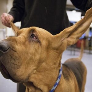 National Dog Show – Uma competição canina dos Estados Unidos