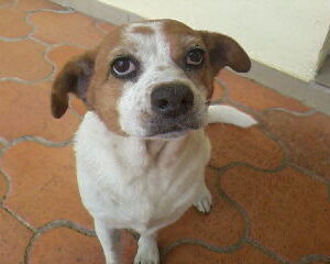 Lola e Luma