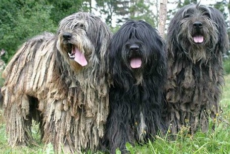 bergamasco