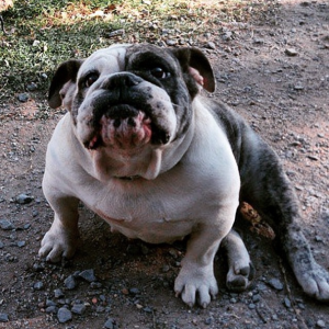 A cachorra Pitty virou estrela. (Foto: Reprodução / Instagram)