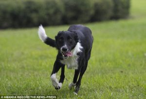 A cachorra Aero trabalha perseguindo pássaros. (Foto: Reprodução / Daily Mail UK)